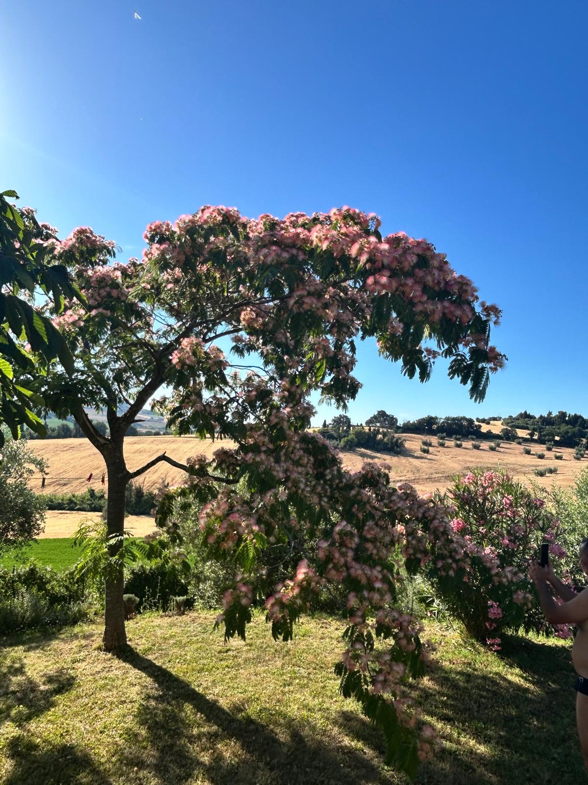 Scorcio Giardino 2